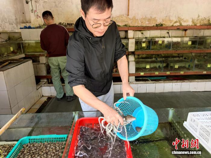 广东台山“八爪鱼”尝鲜正当时 反复摔打肉质更爽口,广东台山“八爪鱼”尝鲜正当时 反复摔打肉质更爽口