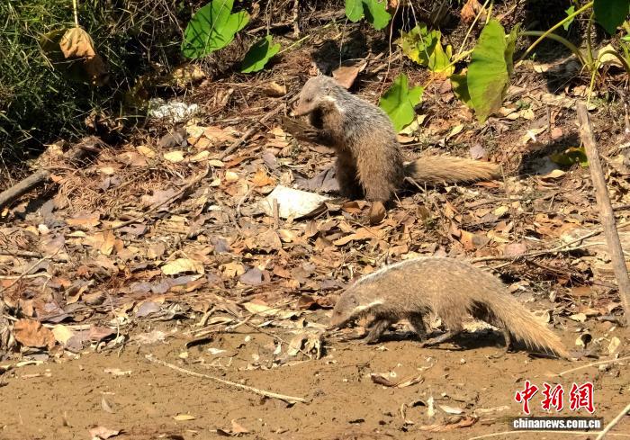 福建永安一水库上演“獴”兽吃播:摔砸河蚌,尾抖斜阳,福建永安一水库上演“獴”兽吃播:摔砸河蚌,尾抖斜阳