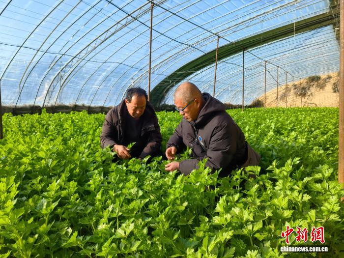 山西寿阳：农技人员田间送“良方” 护航设施果蔬越冬稳产,山西寿阳：农技人员田间送“良方” 护航设施果蔬越冬稳产
